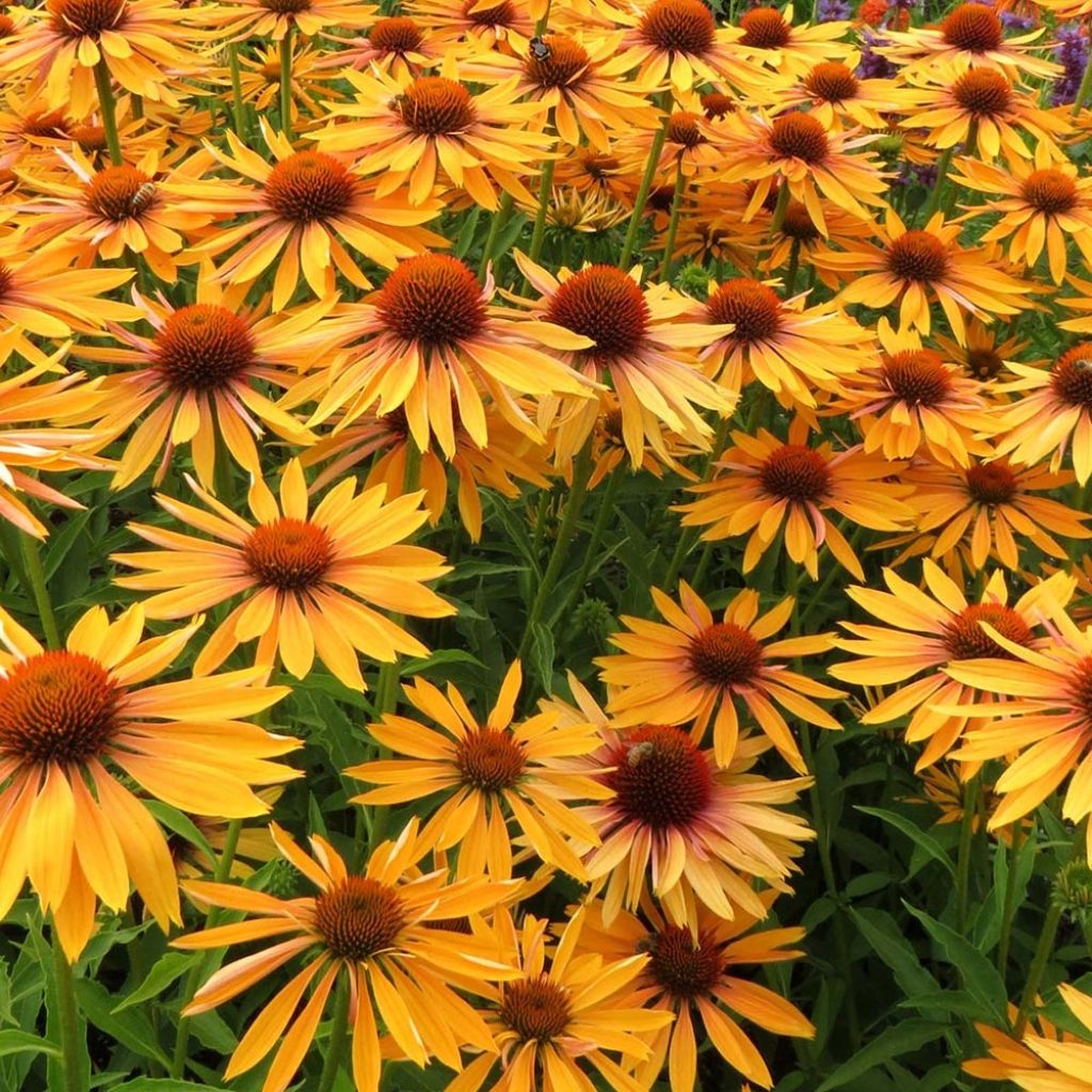 Echinacea Big Kahuna