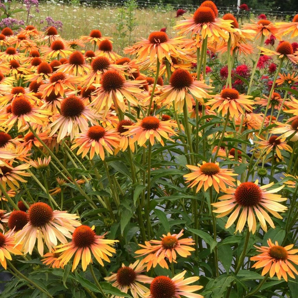 Echinacea Big Kahuna