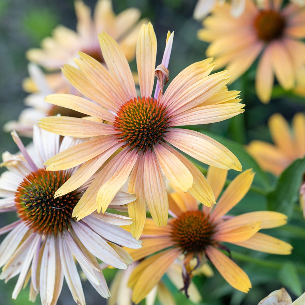 Echinacea Big Kahuna