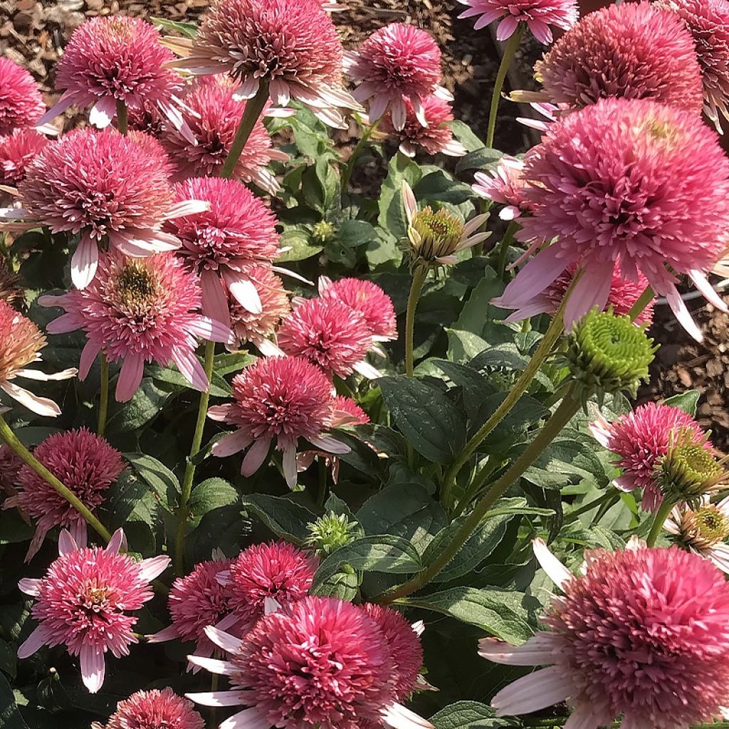 Echinacea purpurea Butterfly Kisses