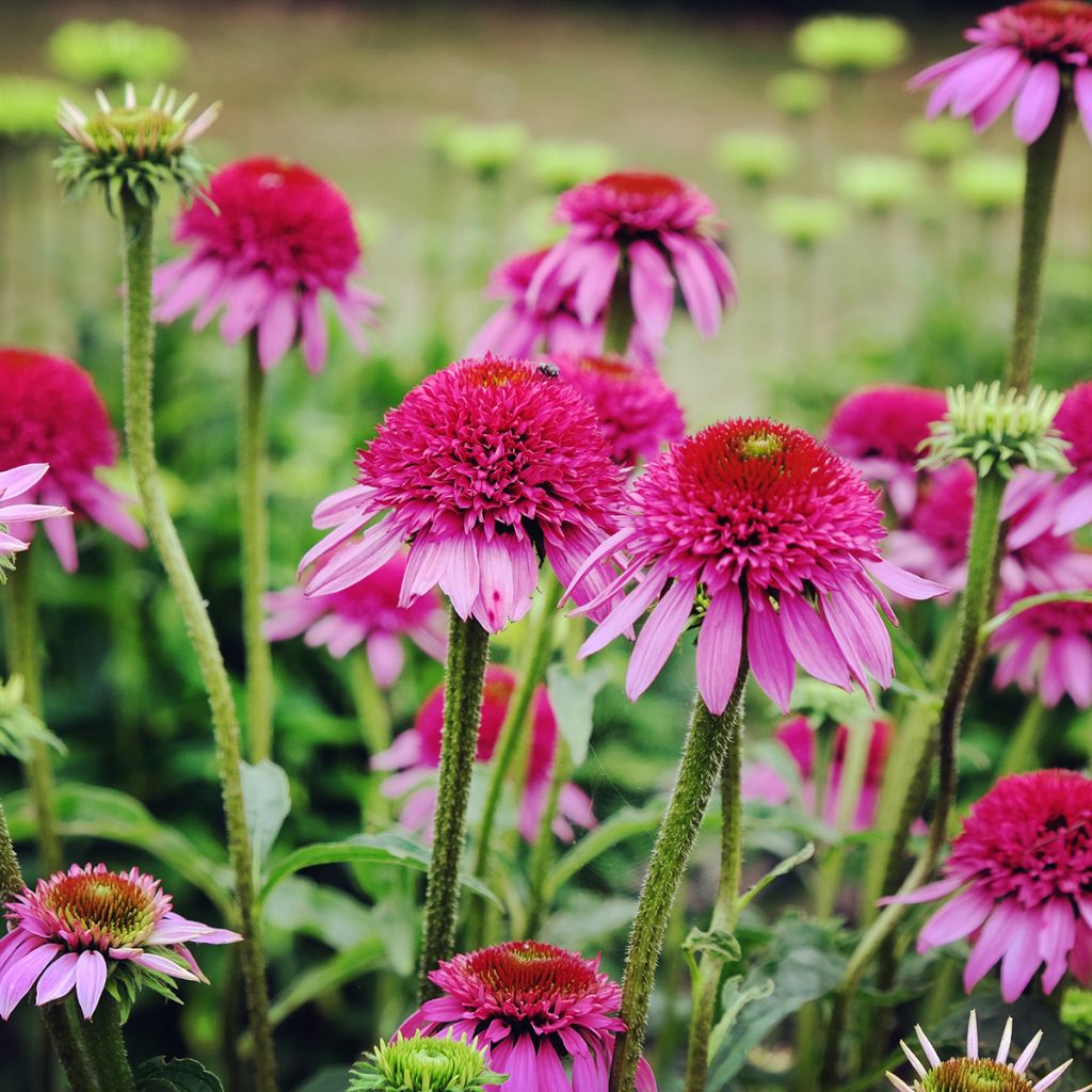 Echinacea purpurea Catharina