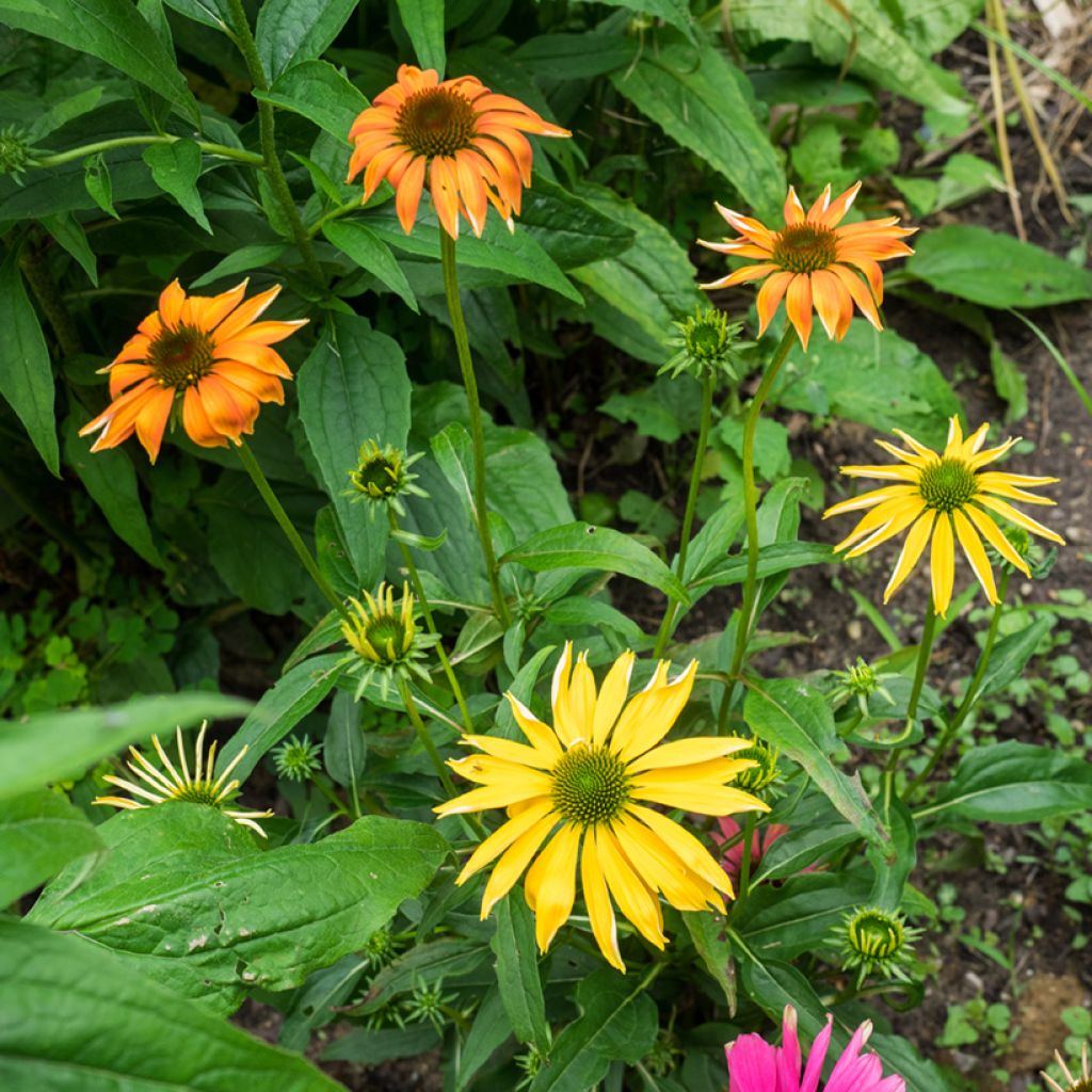 Echinacea purpurea Cheyenne Spirit