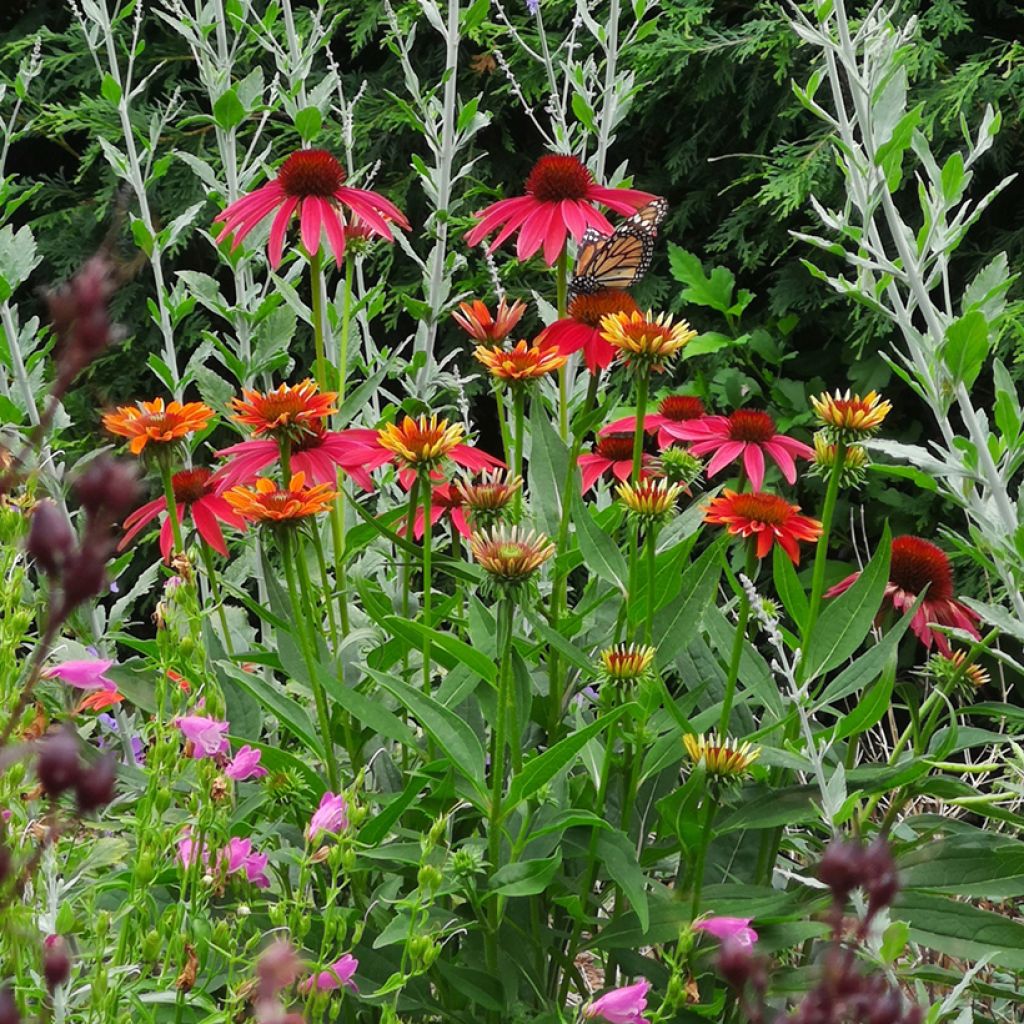 Echinacea purpurea Cheyenne Spirit