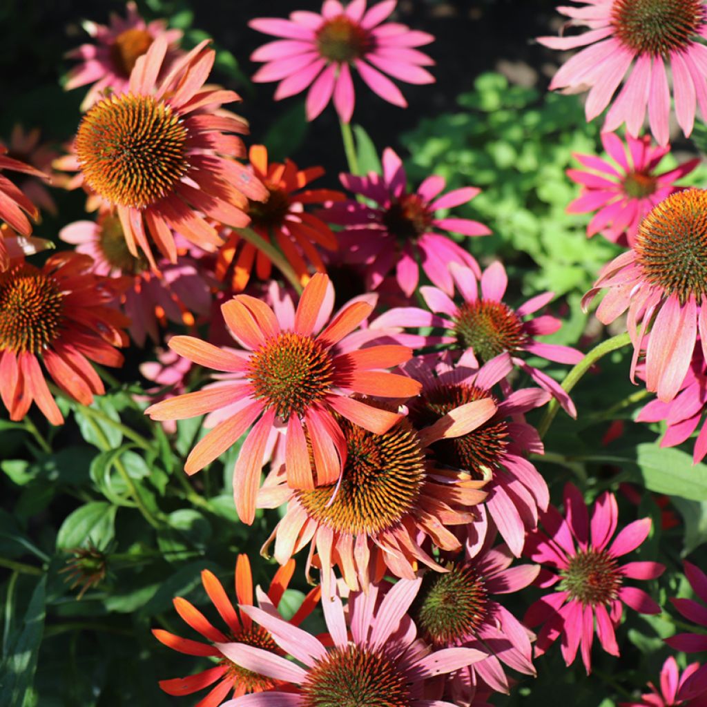 Echinacea purpurea Cheyenne Spirit