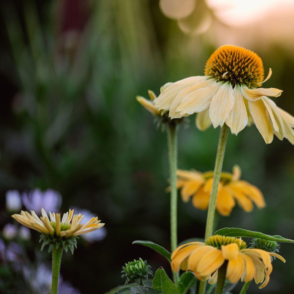 Echinacea purpurea Cheyenne Spirit