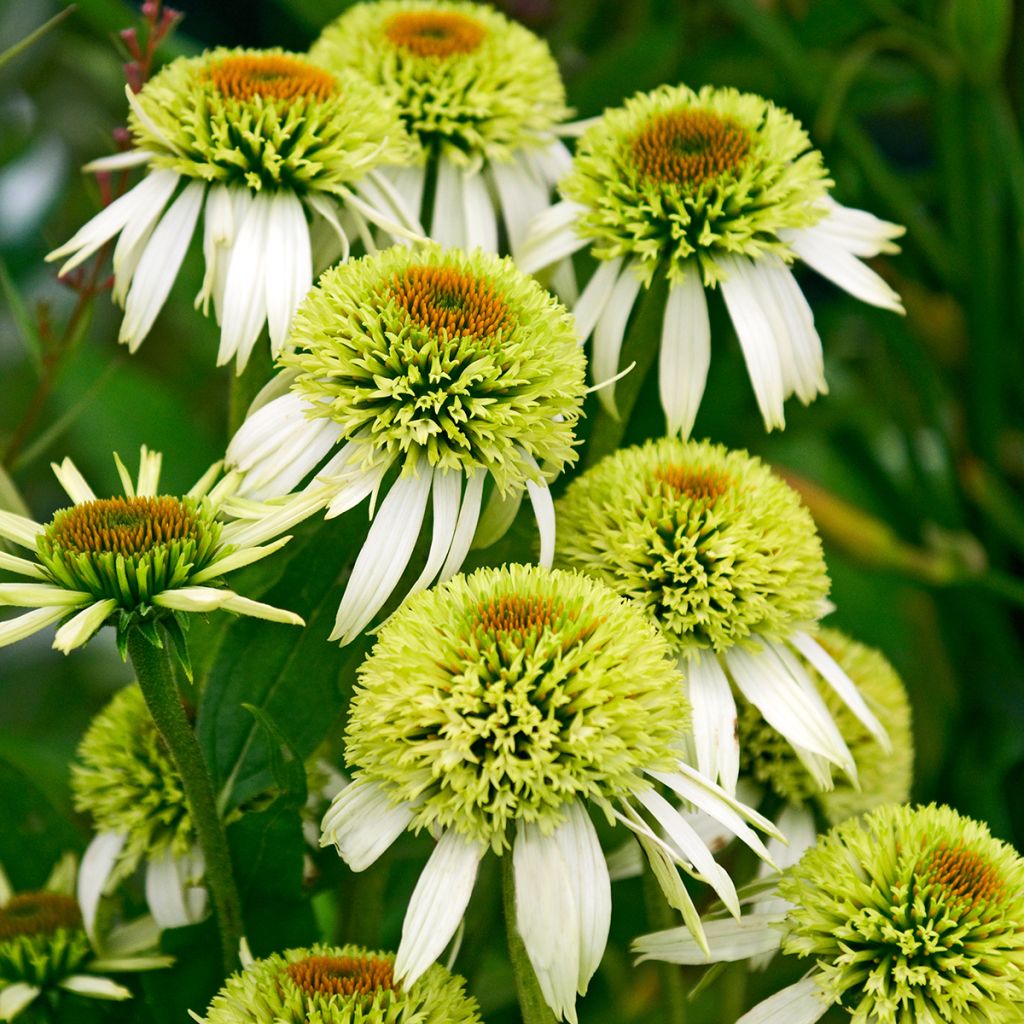 Echinacea purpurea Coconut Lime