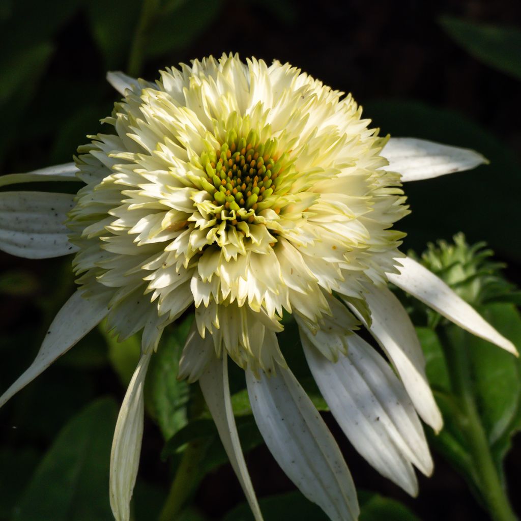 Echinacea purpurea Coconut Lime