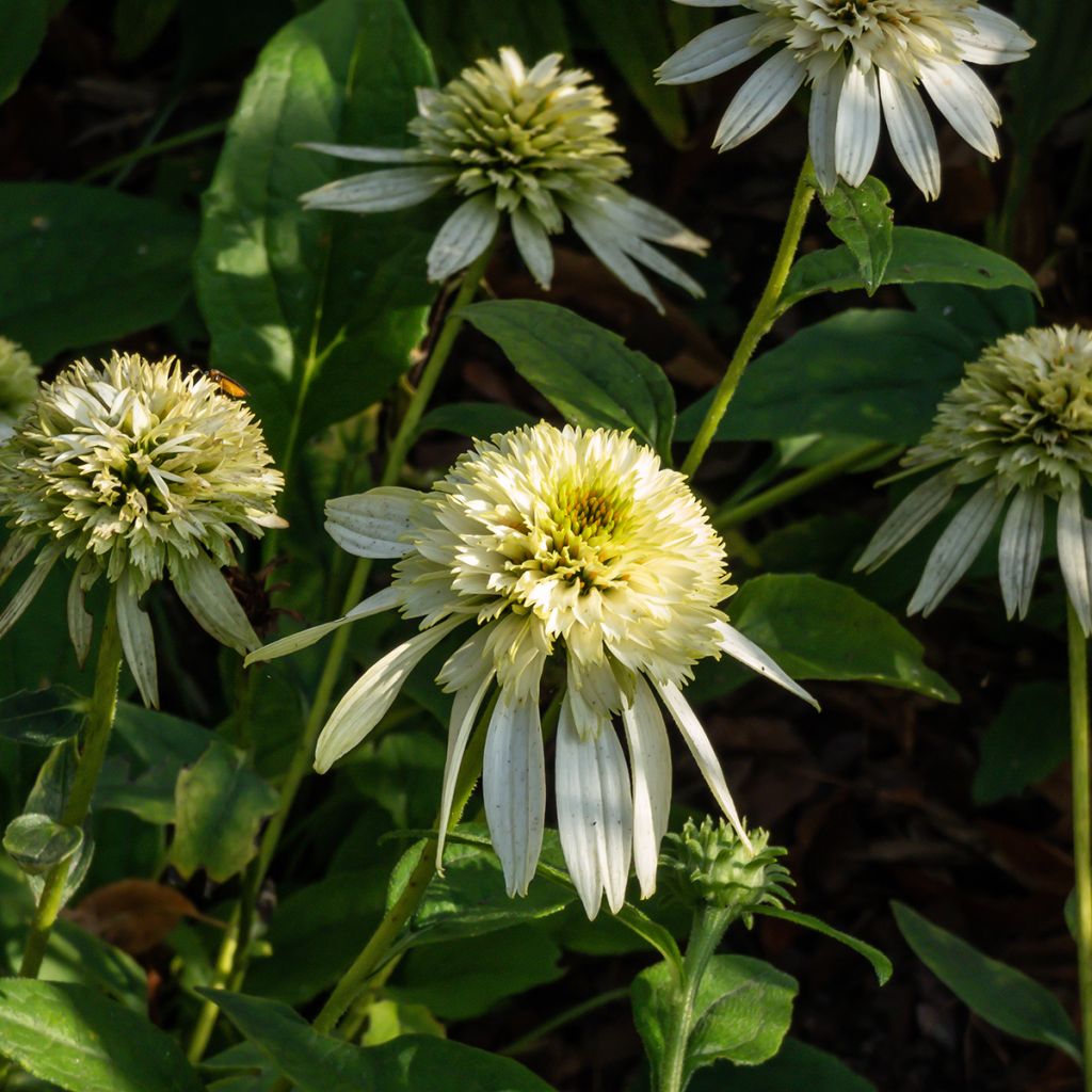 Echinacea purpurea Coconut Lime