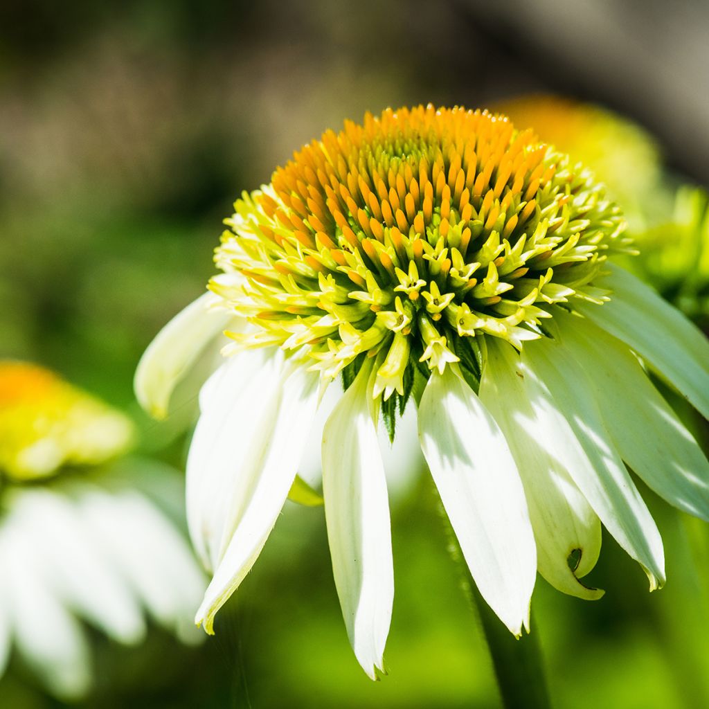 Echinacea purpurea Coconut Lime