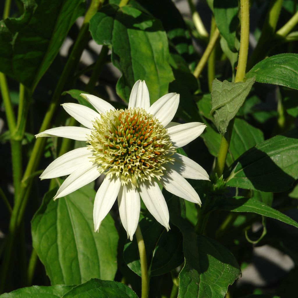 Echinacea purpurea Coconut Lime