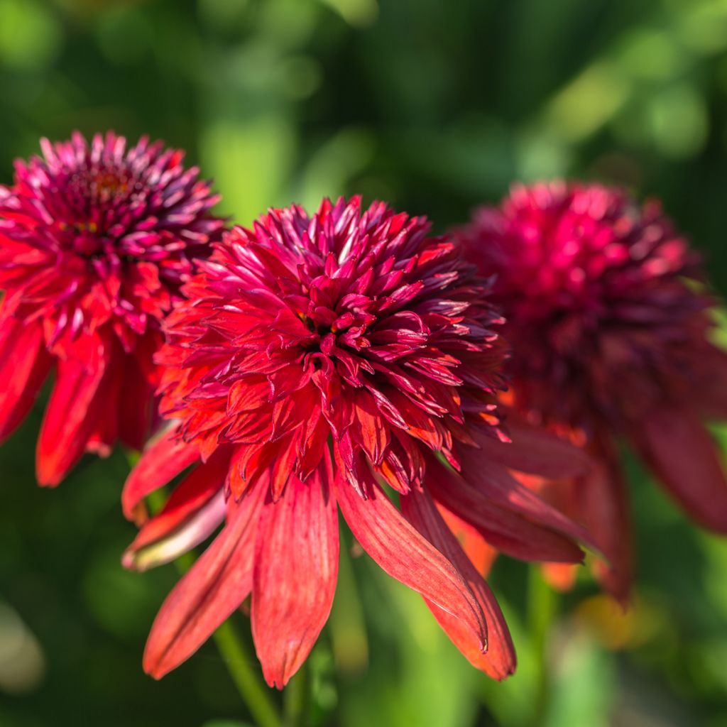 Echinacea purpurea Eccentric