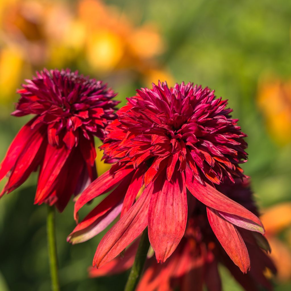 Echinacea purpurea Eccentric