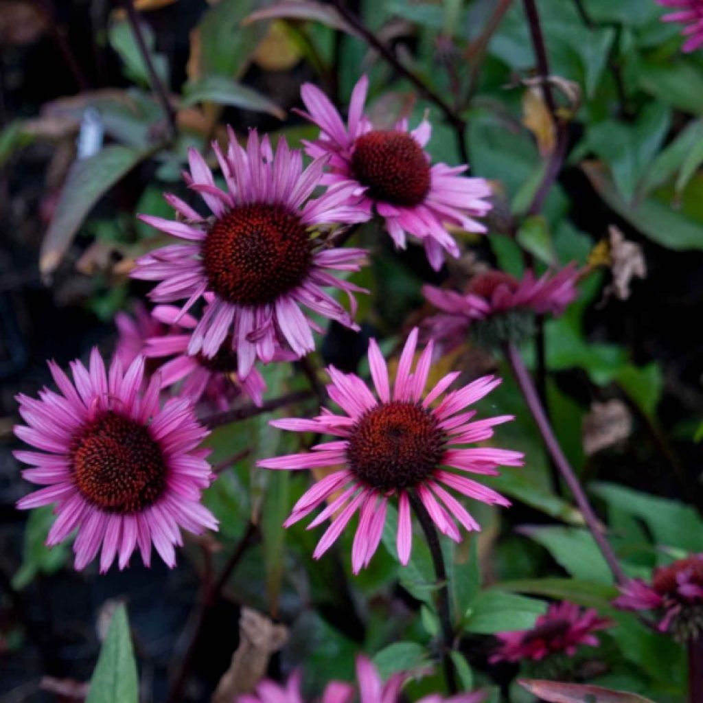 Echinacea purpurea Fatal Attraction