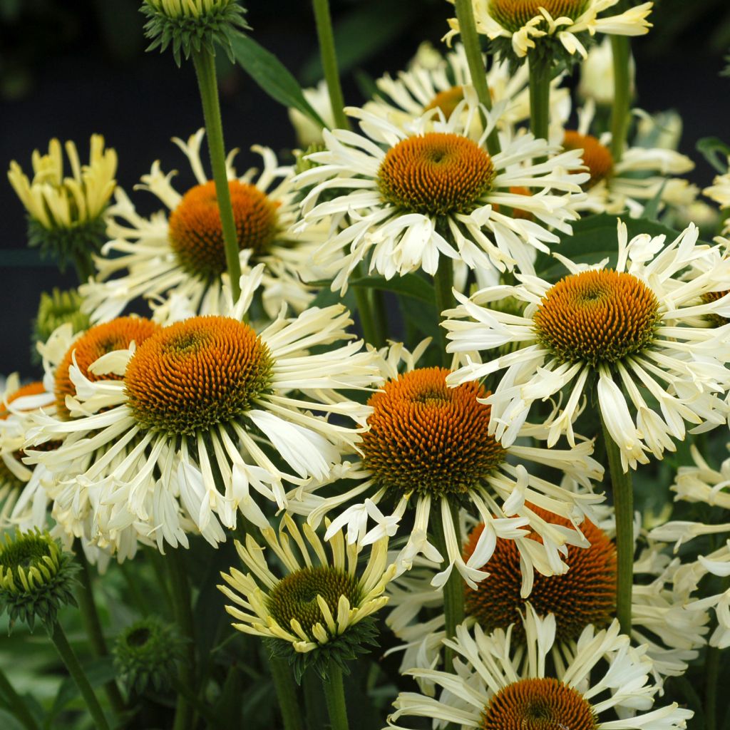 Echinacea Ferris Wheels - Rudbeckia pourpre