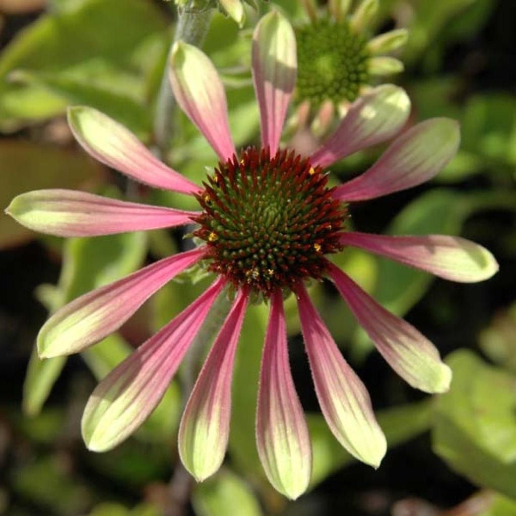 Echinacea Green Envy - Rudbeckia pourpre