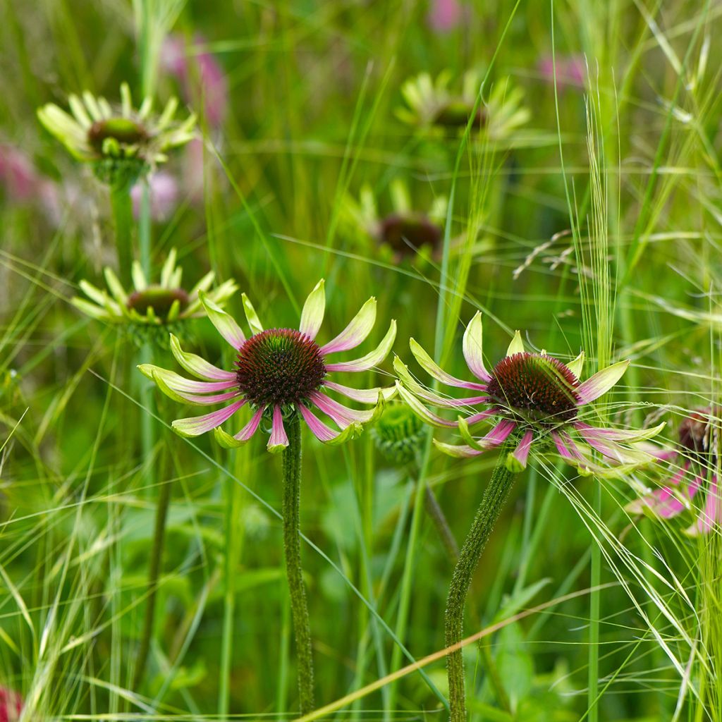 Echinacea purpurea Green Envy