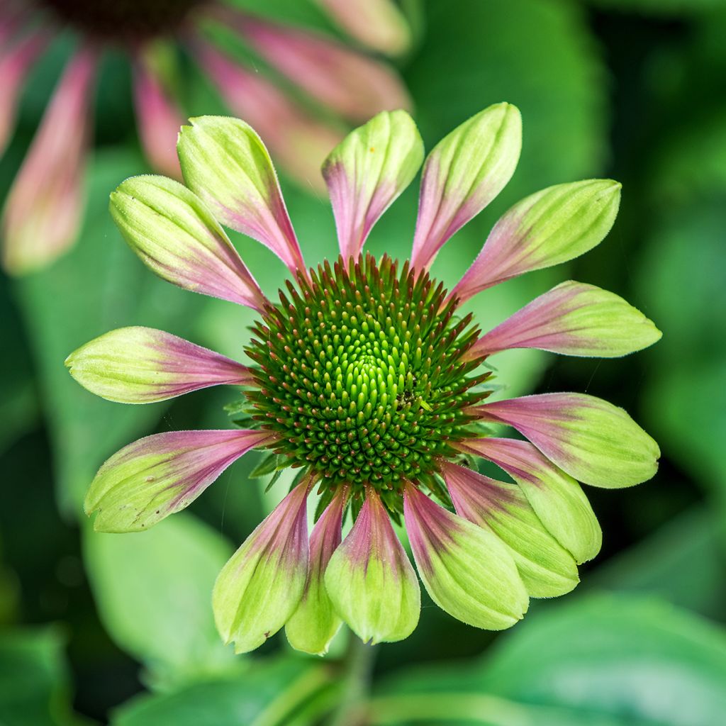 Echinacea purpurea Green Envy