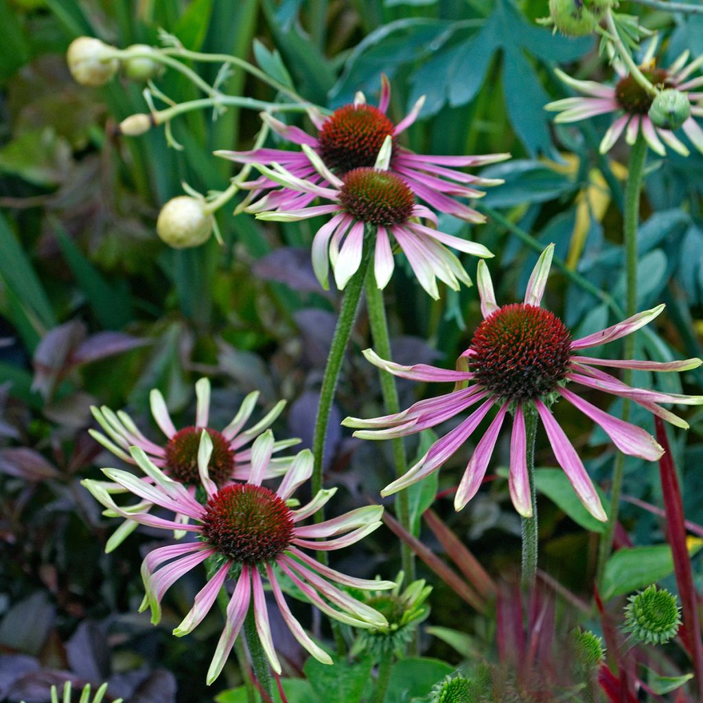 Echinacea purpurea Green Envy