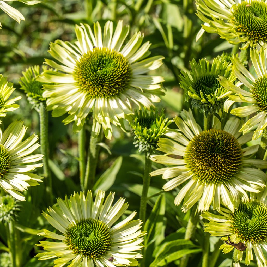 Echinacea purpurea Green Jewel