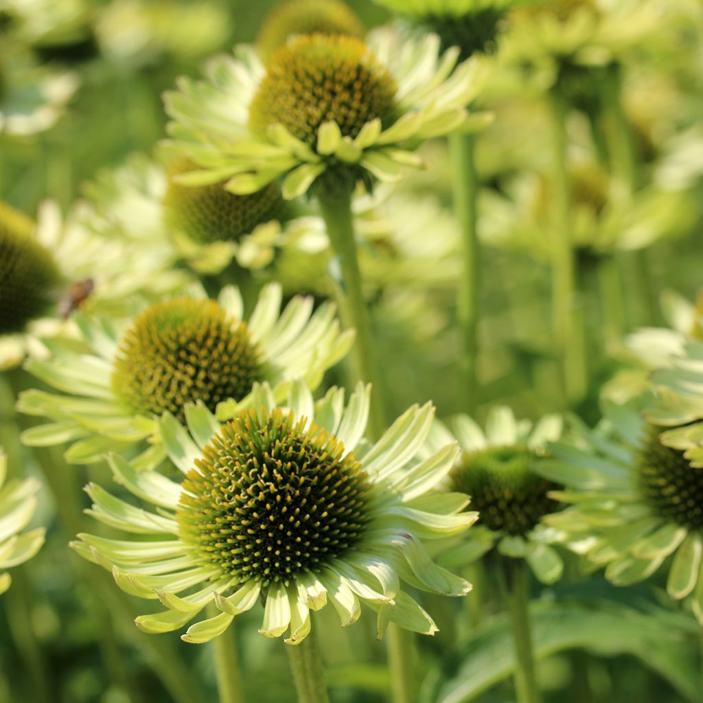 Echinacea purpurea Green Jewel