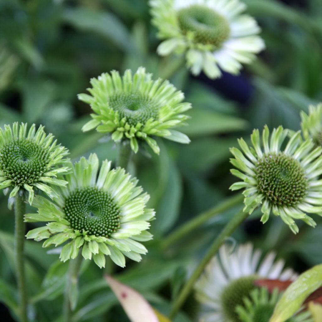 Echinacea purpurea Green Jewel