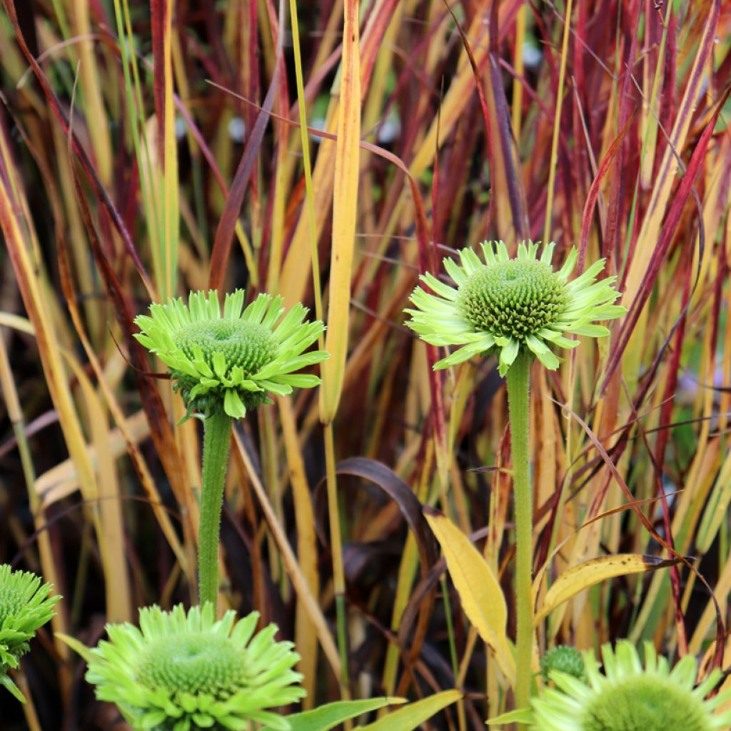 Echinacea purpurea Green Jewel