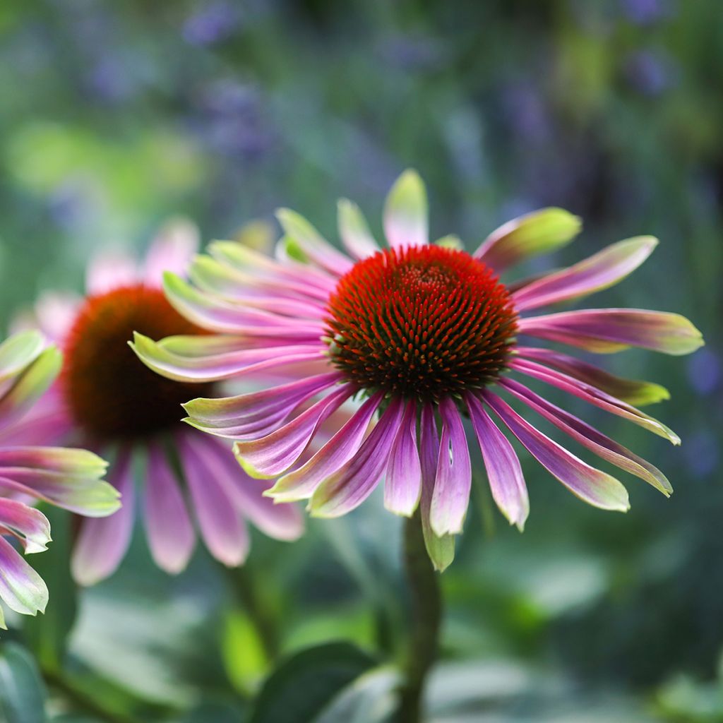 Echinacea purpurea Green Twister