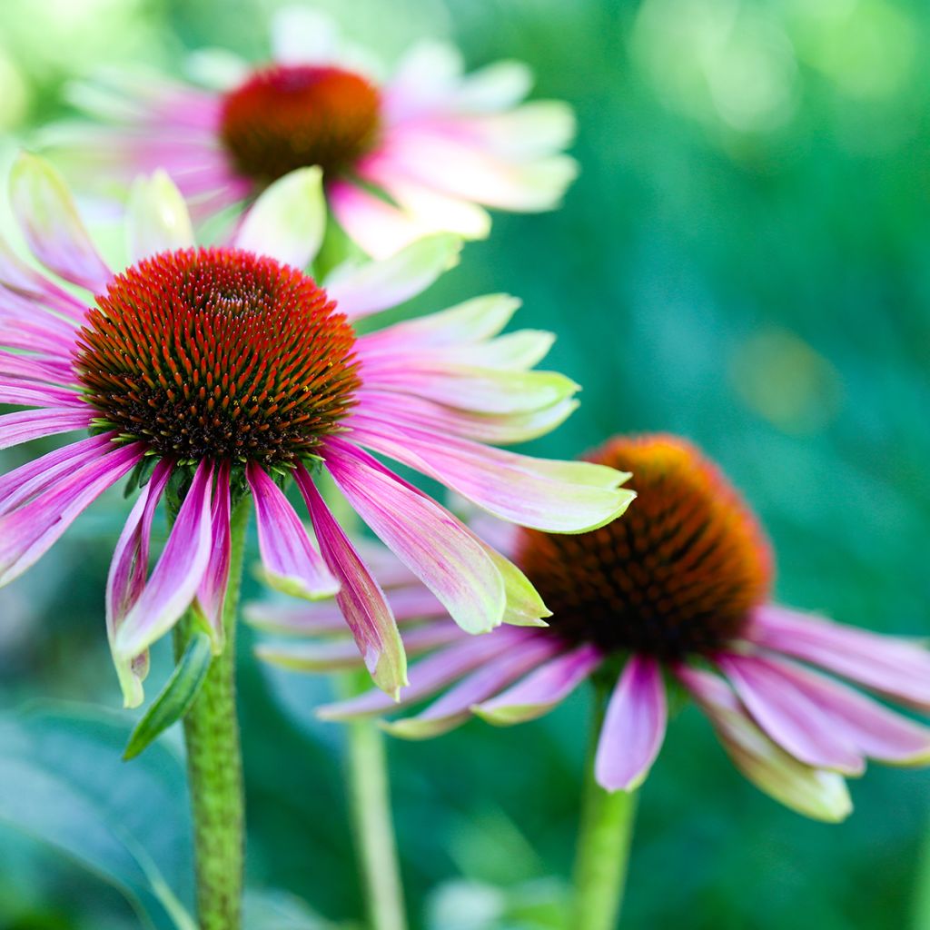 Echinacea purpurea Green Twister