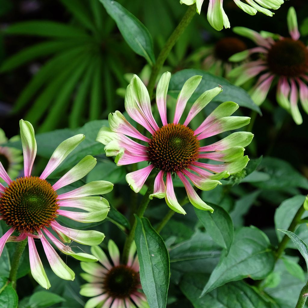 Echinacea purpurea Green Twister