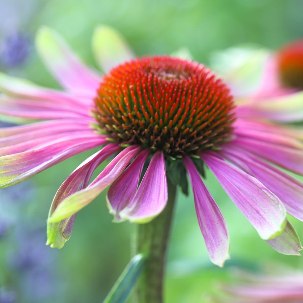 Echinacea purpurea Green Twister