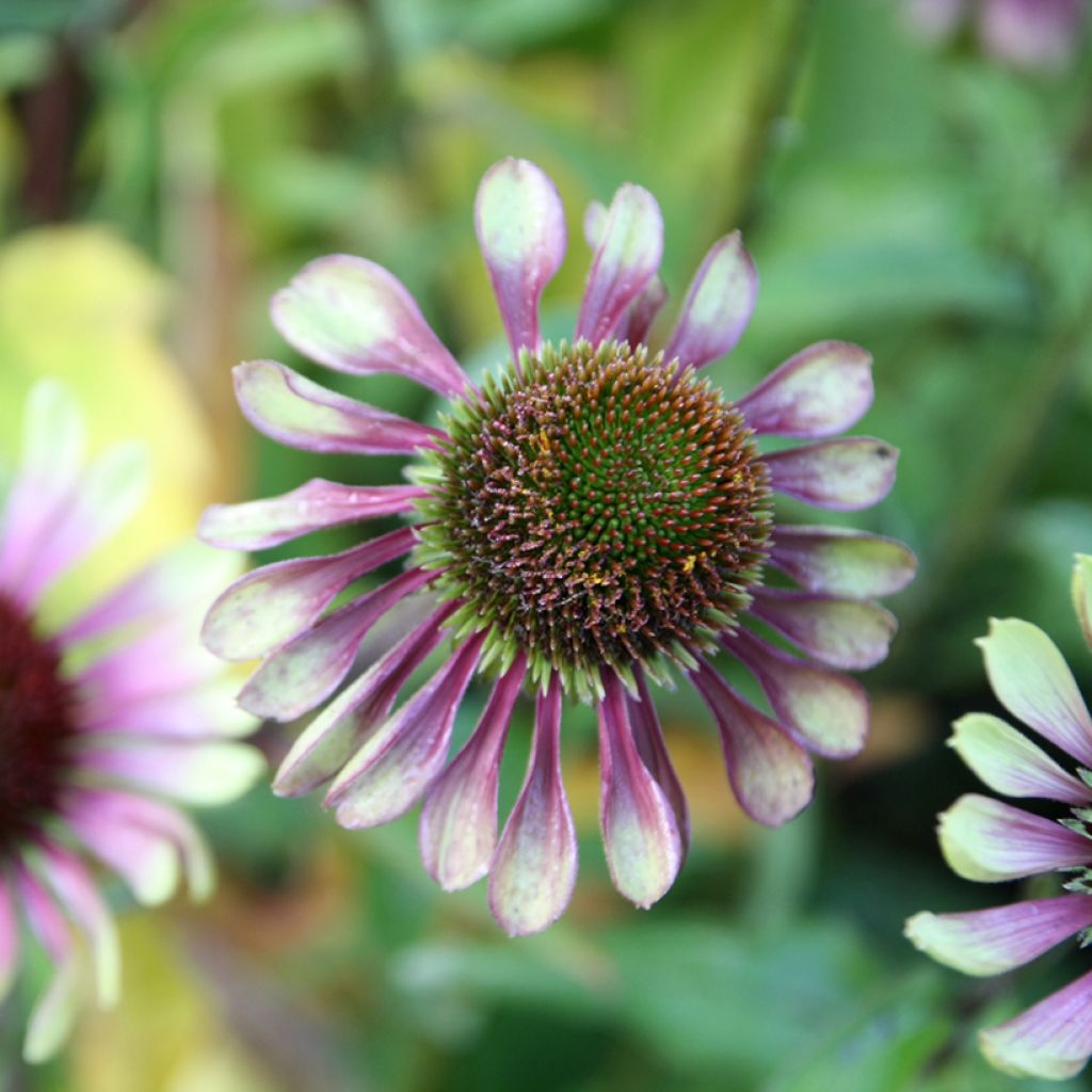 Echinacea purpurea Green Twister