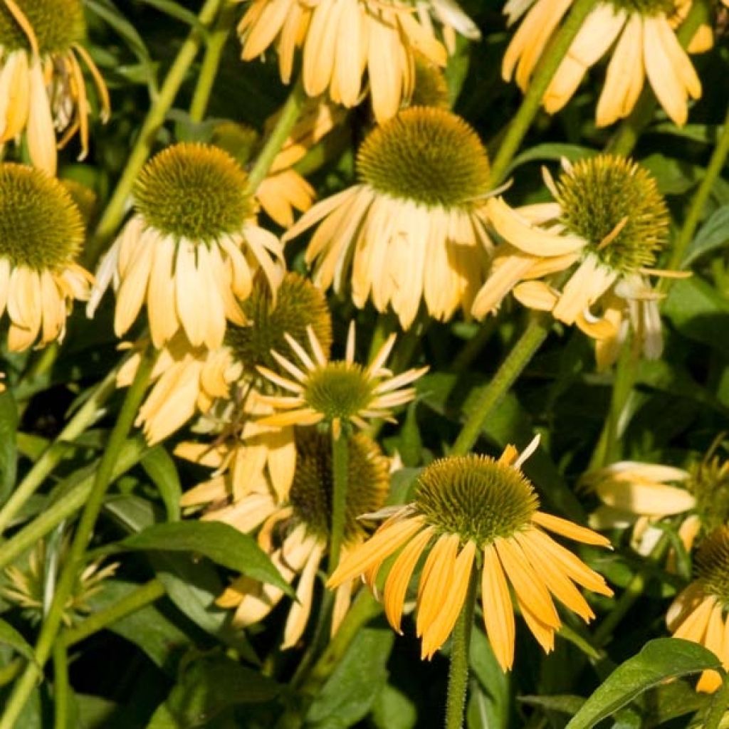 Echinacea purpurea Harvest Moon