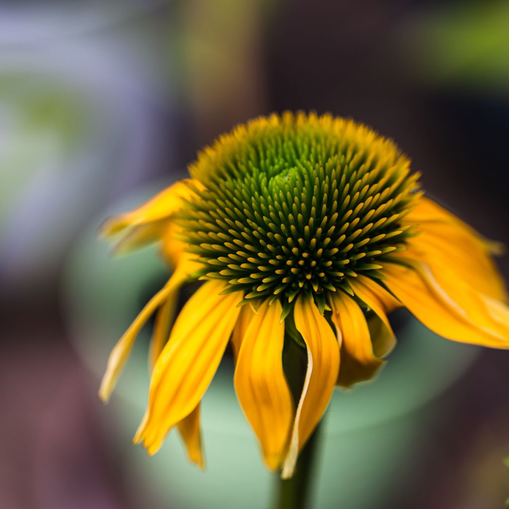 Echinacea purpurea Harvest Moon