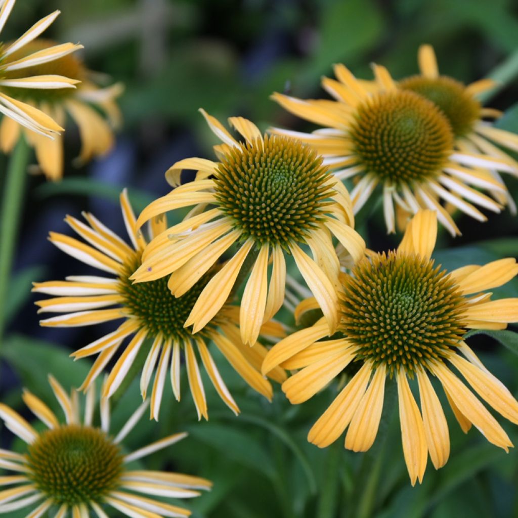 Echinacea purpurea Harvest Moon