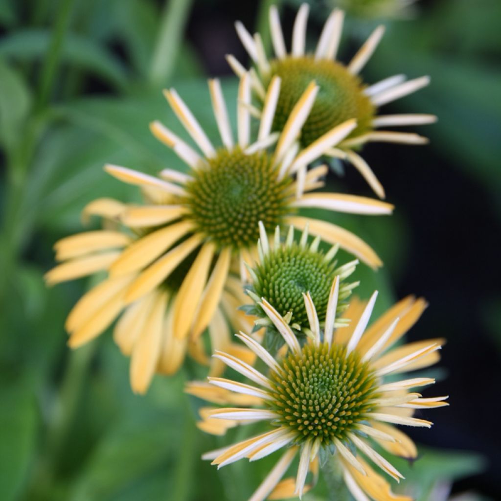 Echinacea purpurea Harvest Moon