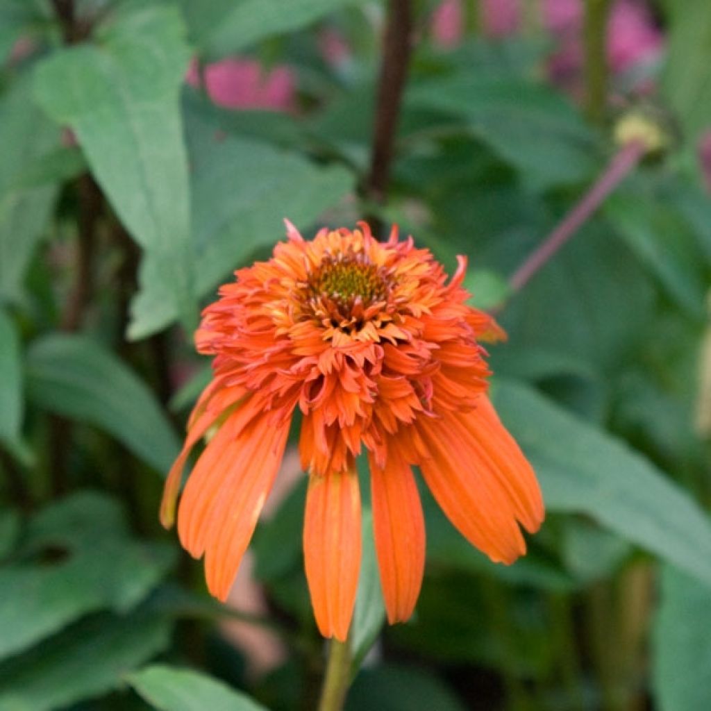 Echinacea Hot Papaya - Rudbeckia pourpre