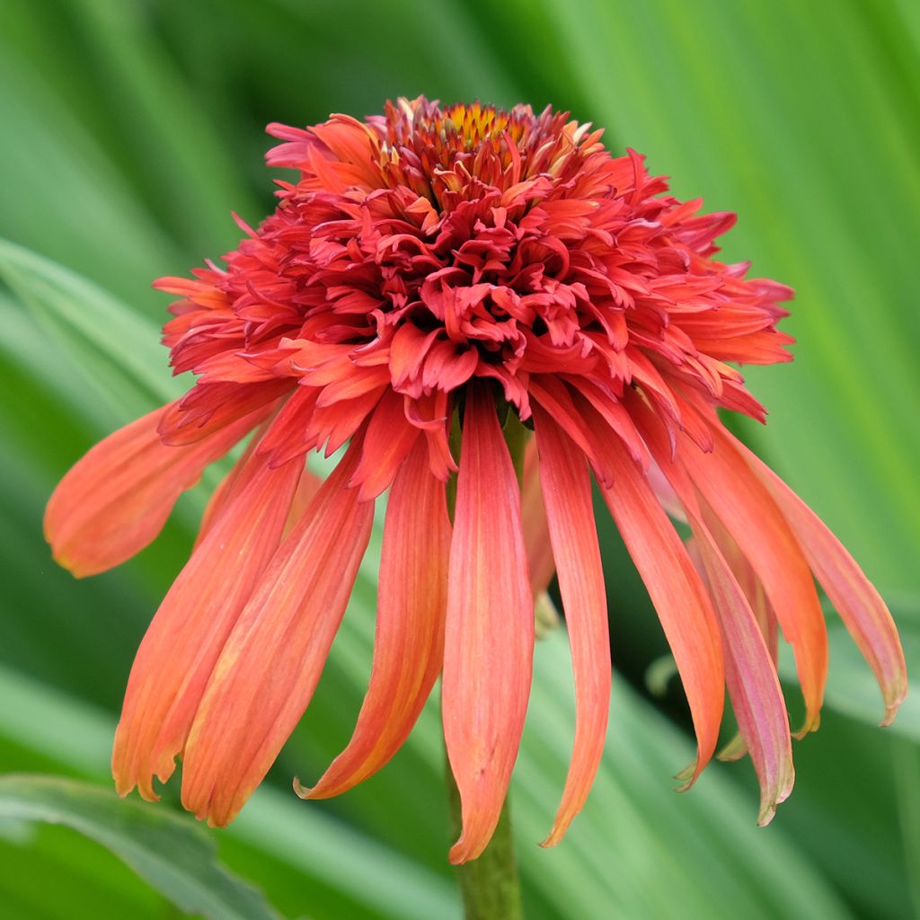 Echinacea purpurea Hot Papaya