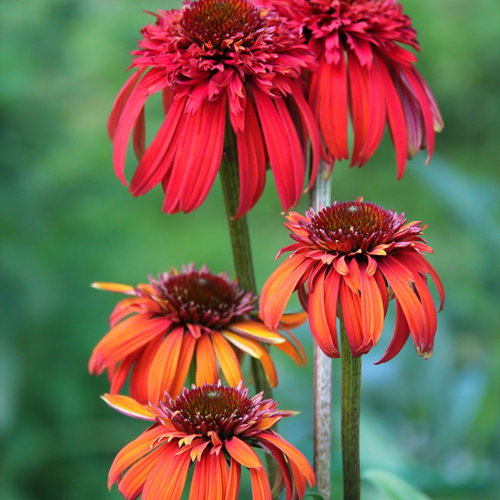 Echinacea purpurea Hot Papaya