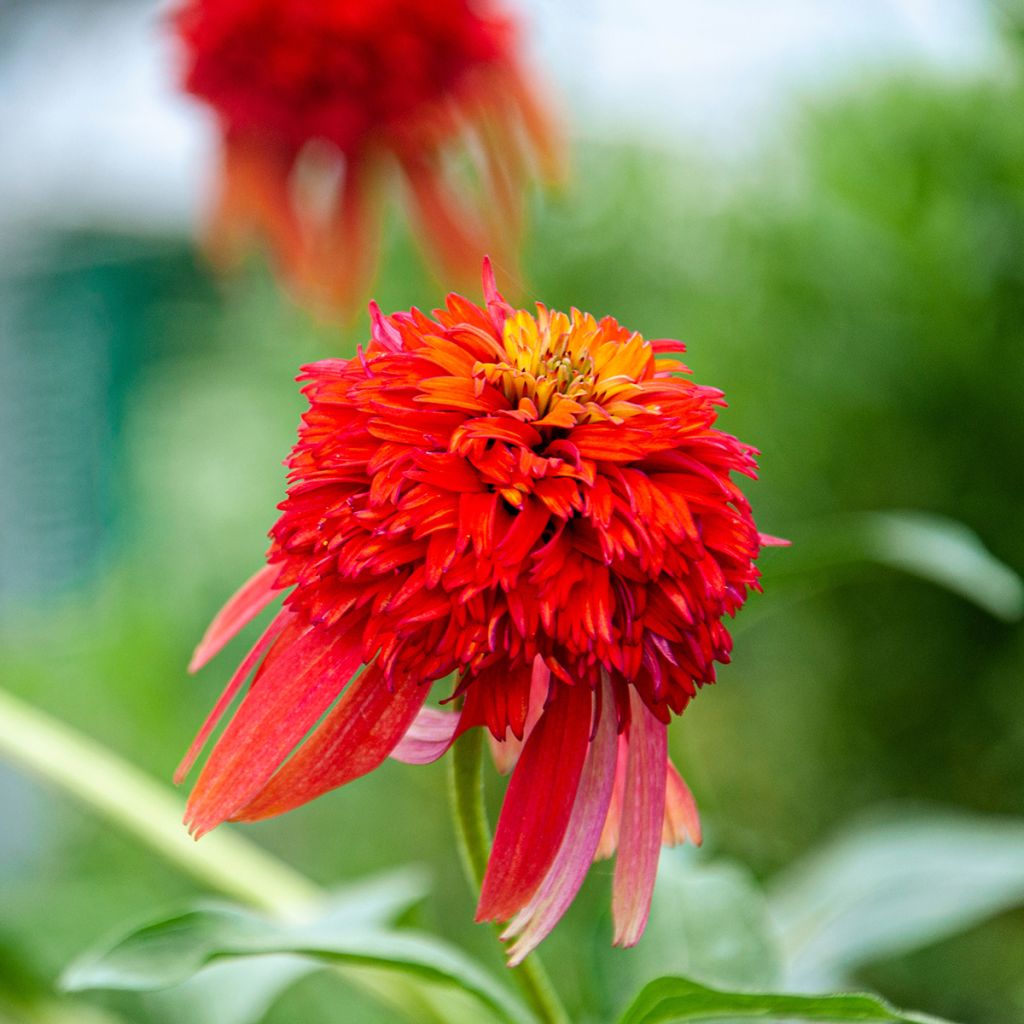 Echinacea purpurea Hot Papaya