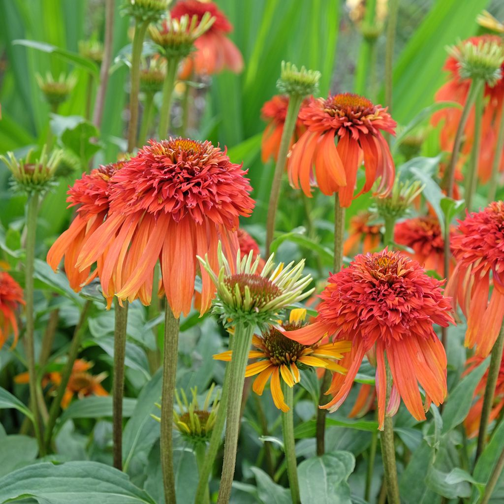 Echinacea purpurea Hot Papaya