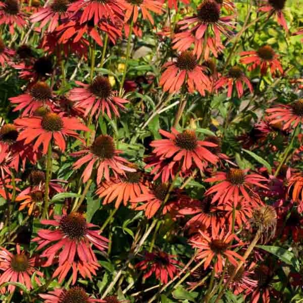 Echinacea Hot Summer - Rudbeckia pourpre