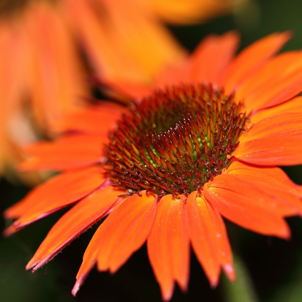 Echinacea purpurea Hot Summer