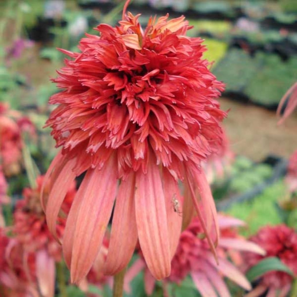 Rudbeckia ou Echinacea purpurea Irresistible