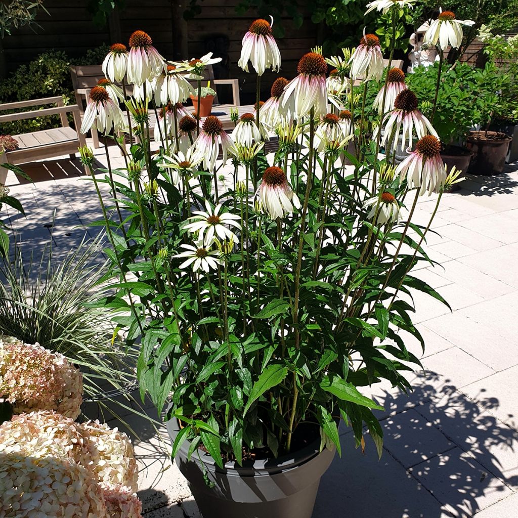 Echinacea JS Engeltje Pretty Parasols - Echinacée