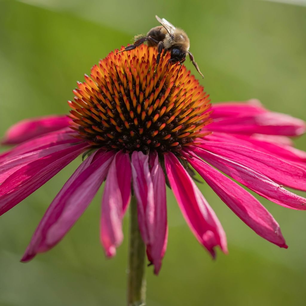 Echinacea Kismet Raspberry