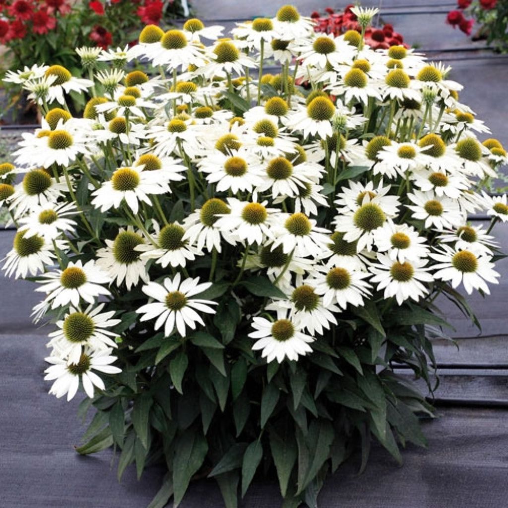 Echinacea Kismet White