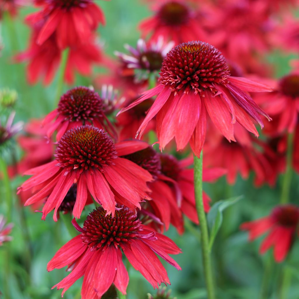 Echinacea purpurea Lakota Red