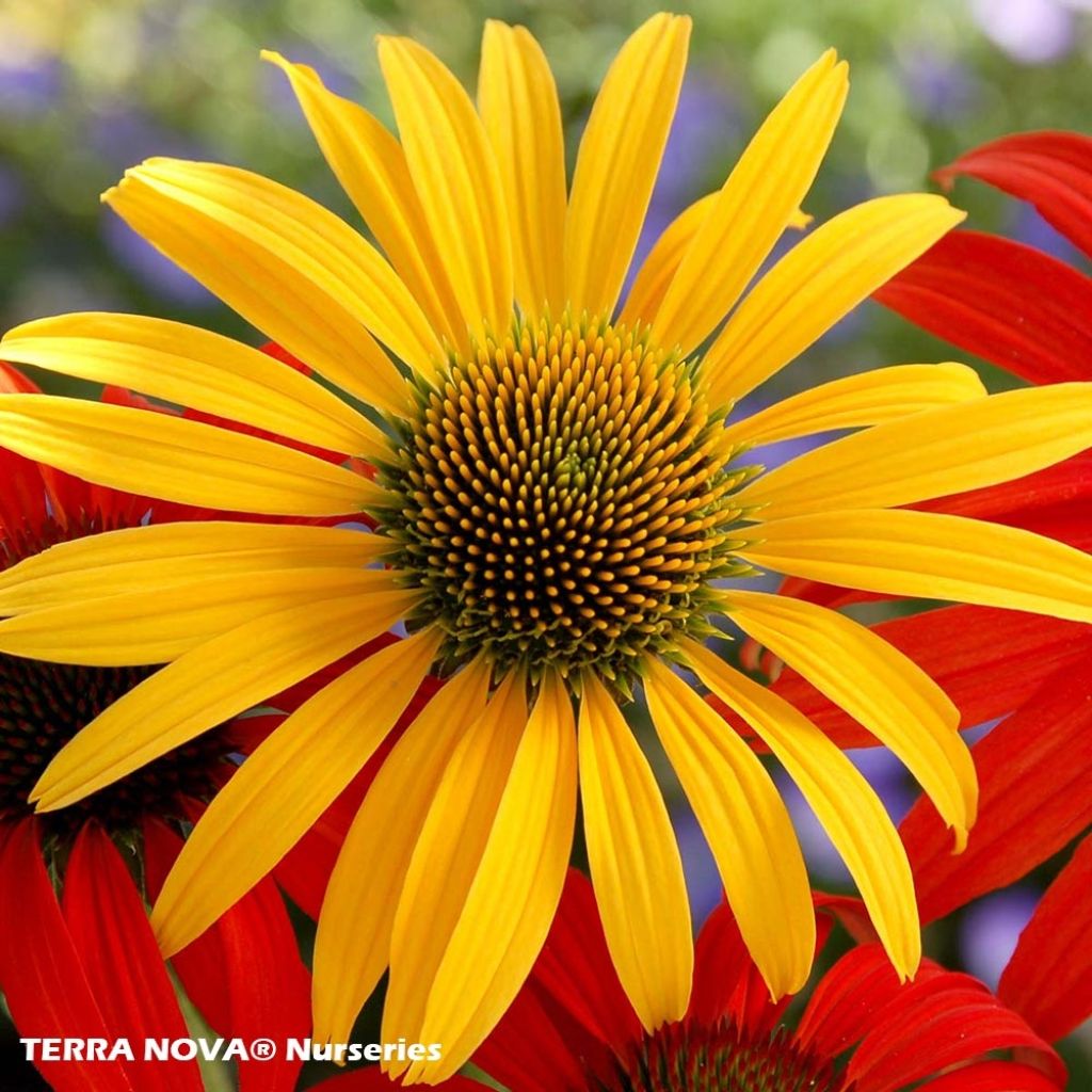 Echinacea  purpurea Mac 'n' Cheese - Rudbeckia pourpre Mac 'n' Cheese