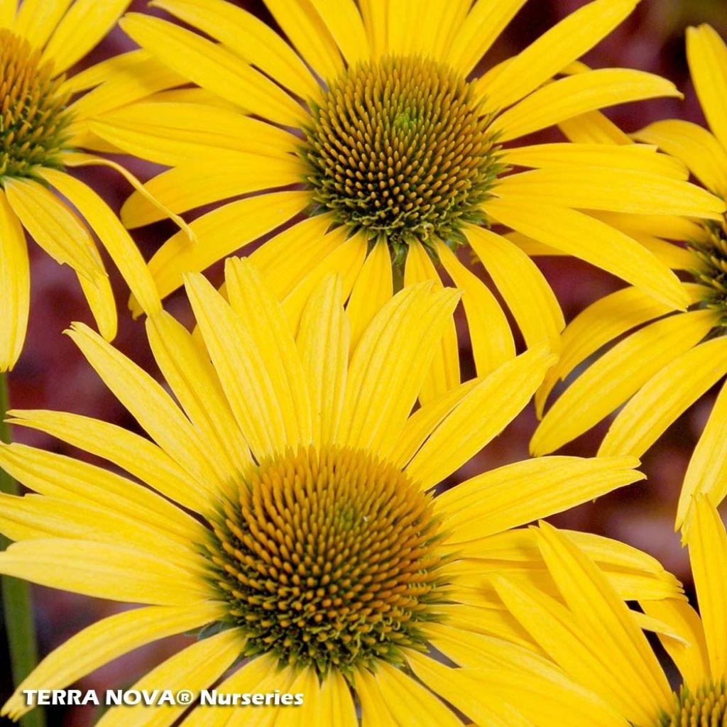 Echinacea  purpurea Mac 'n' Cheese - Rudbeckia pourpre Mac 'n' Cheese