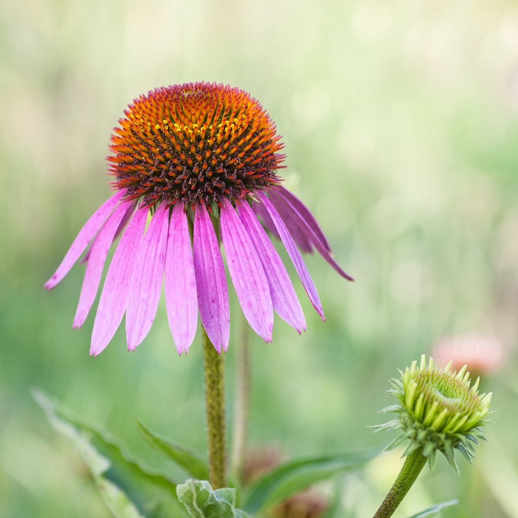 Echinacea purpurea Maxima